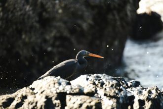 pexels-wildshots-26839513